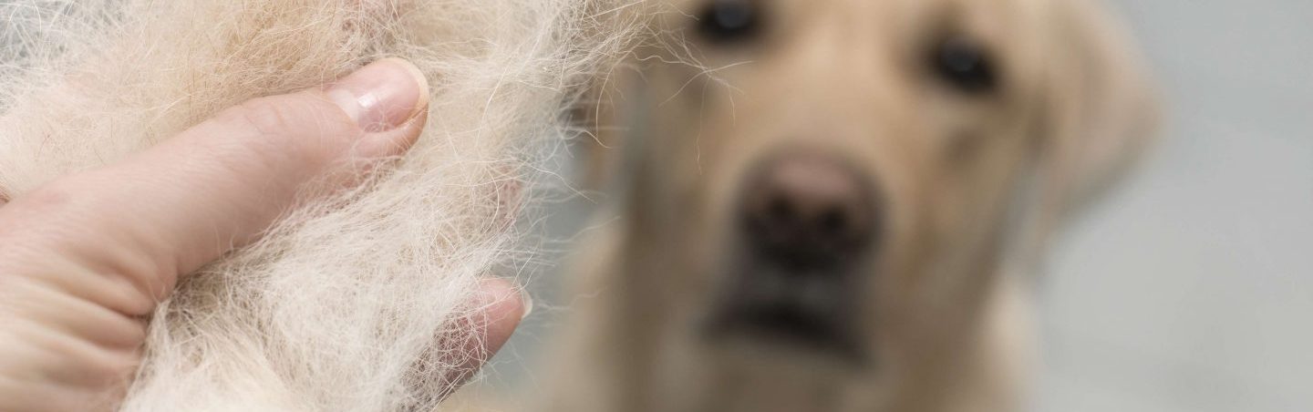 Attacking Pet Hair in the Home